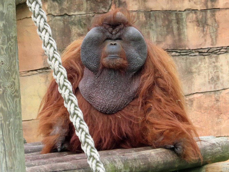 Animal Enrichment