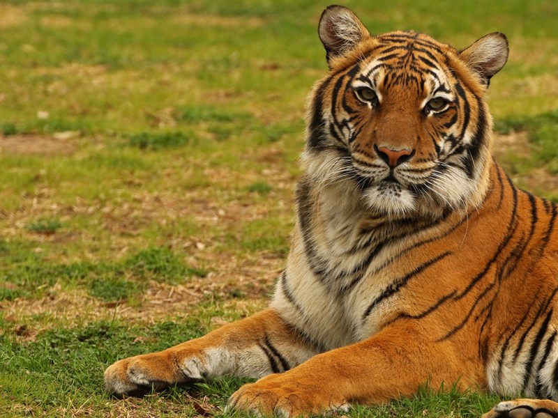 Animal Habitats