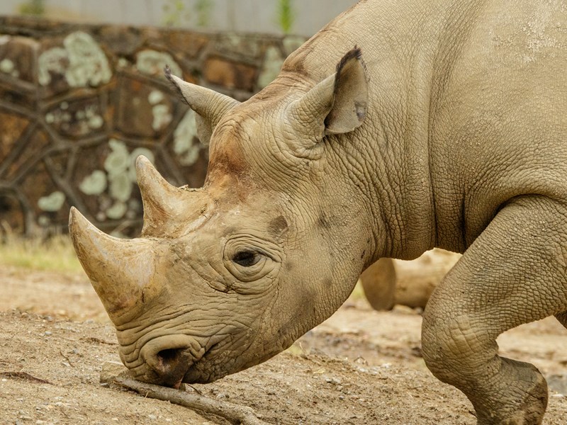Animal Habitats