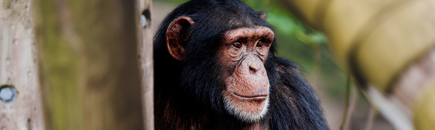 Image of chimpanzee