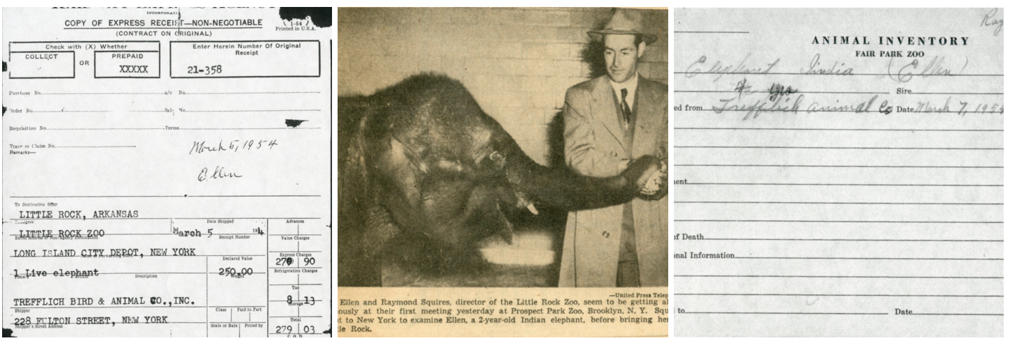 Ellen the Elephant comes to Little Rock to be a companion for Ruth