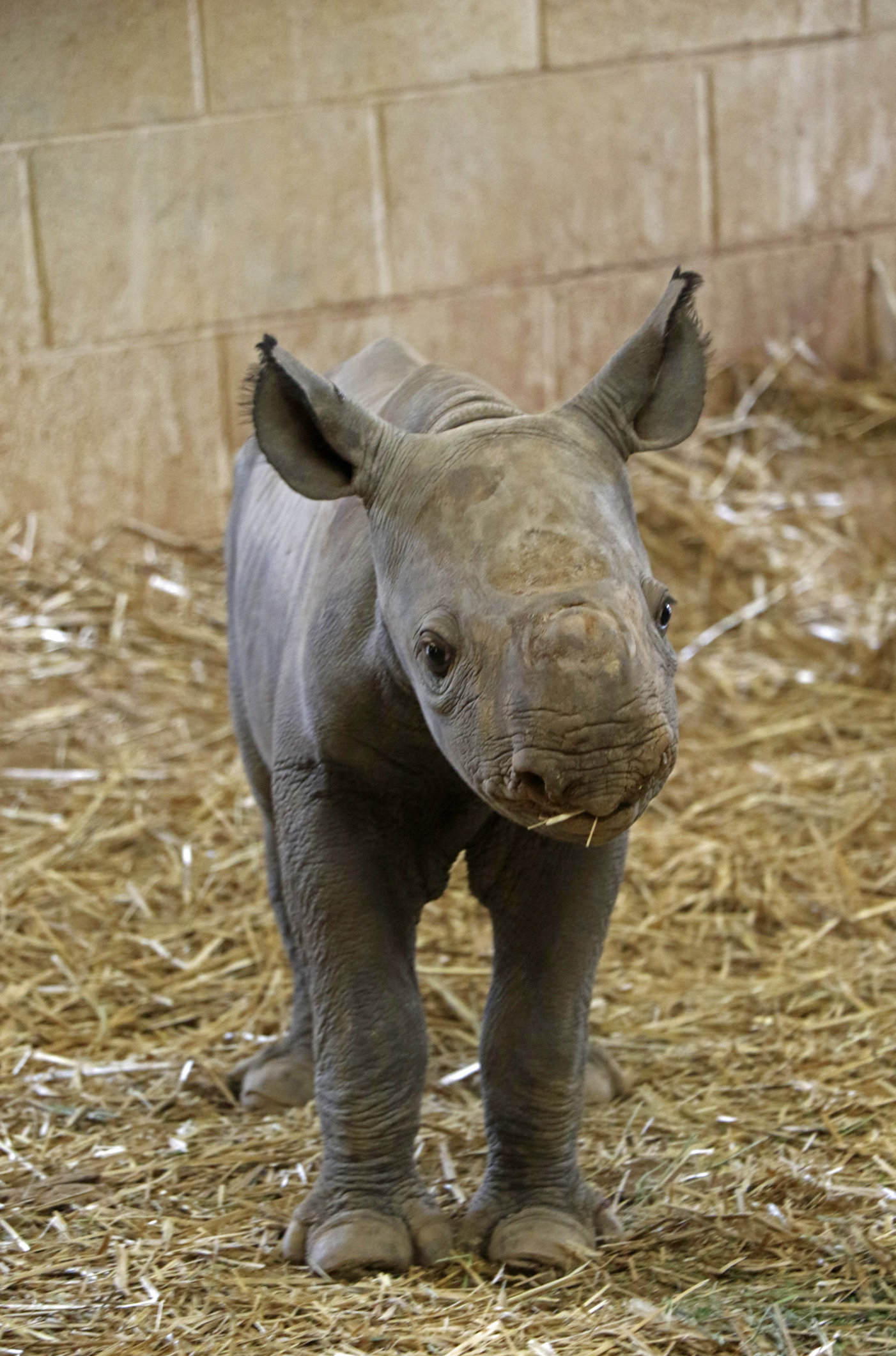 Kevin, black rhinoceros.