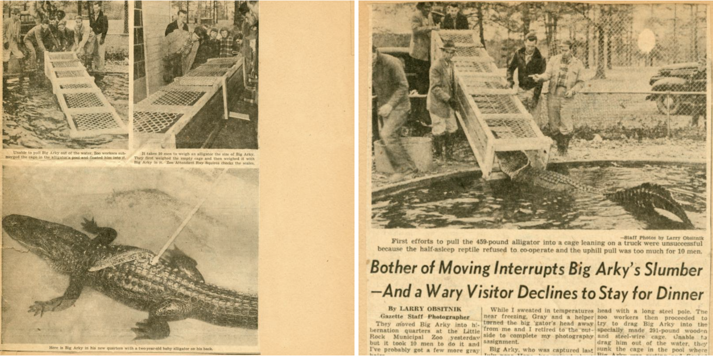 News articles outlining Arkie's move to a new habitat at the Zoo.