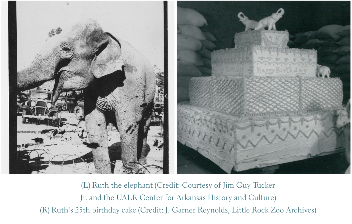 The first elephant, Ruth, arrives at the Zoo from the Engesser Circus. She is about 24 years old.