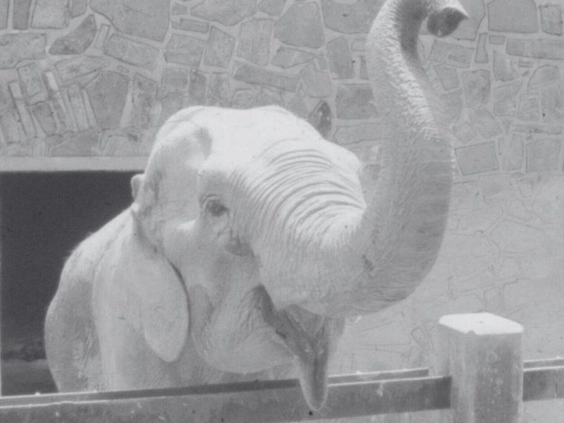 Meet Our Elephants